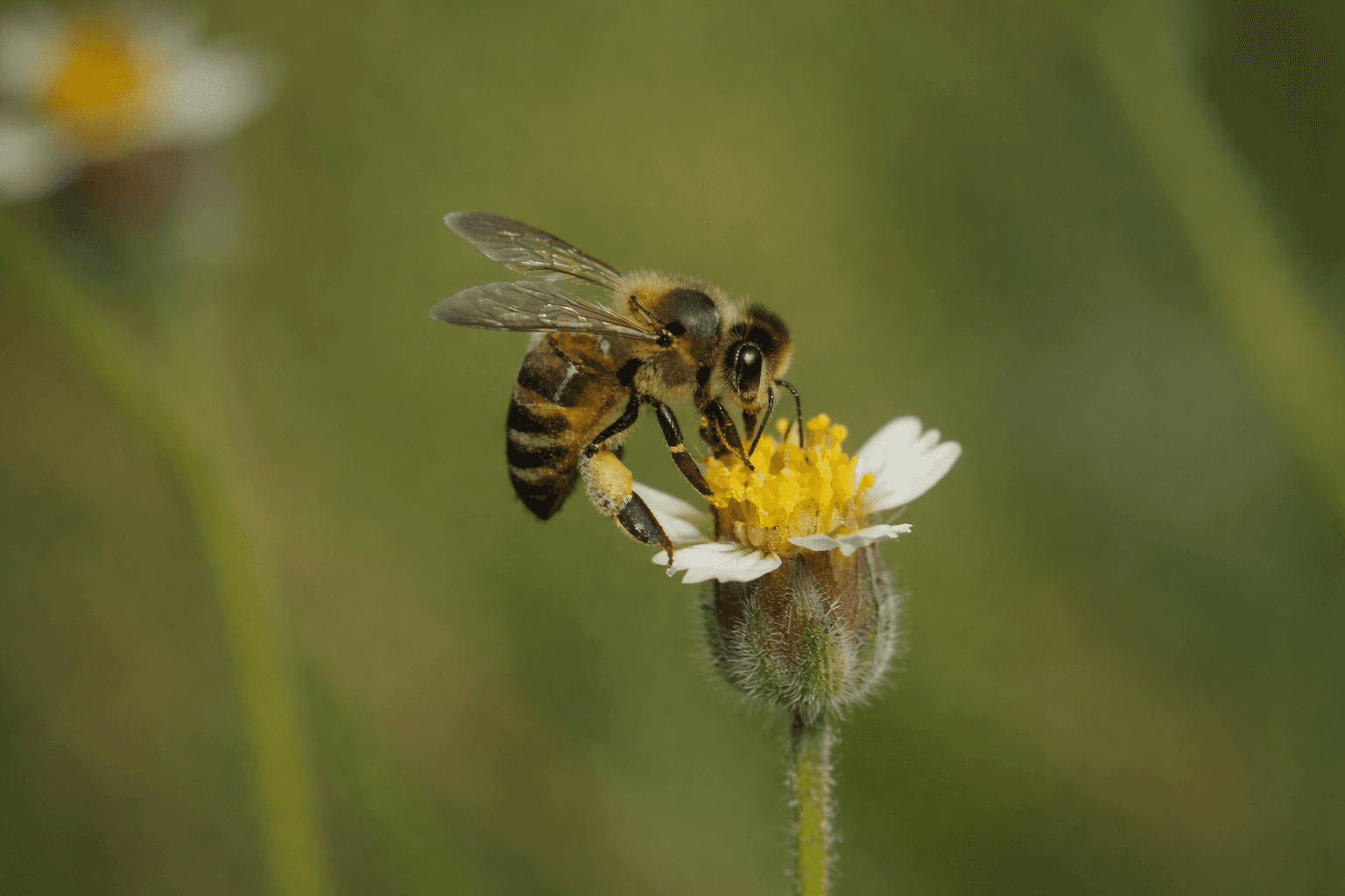 Abeja Banner
